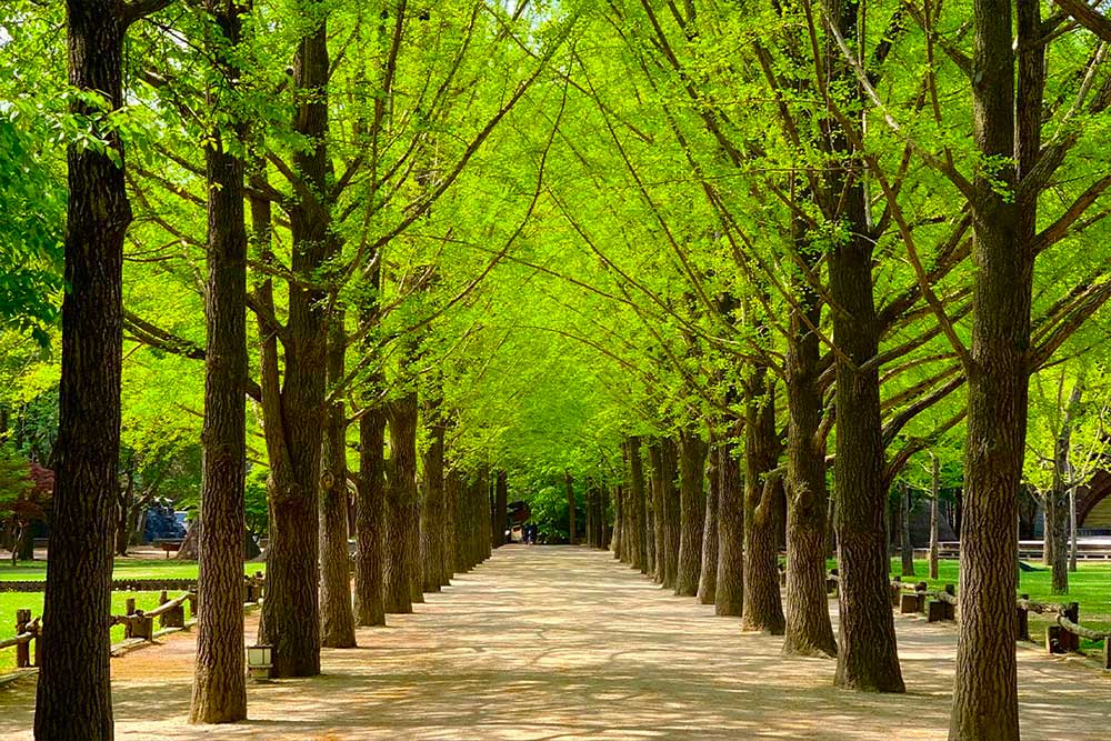 Nami Island
